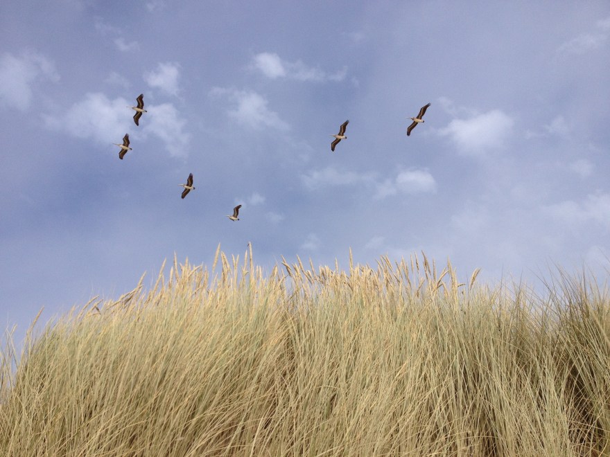 2011_Pismo©SarahBrousseau